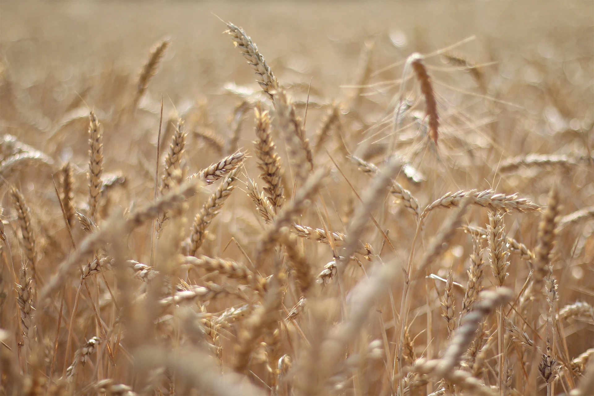 Consultation agroalimentaire à Montréal et Laval - Chapados Expertise
